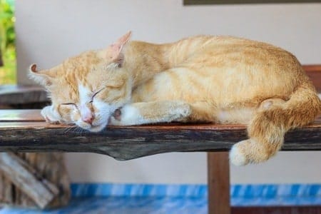 sleeping cat