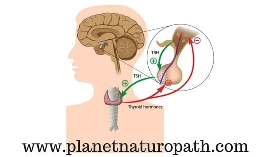 Low Thyroid Function