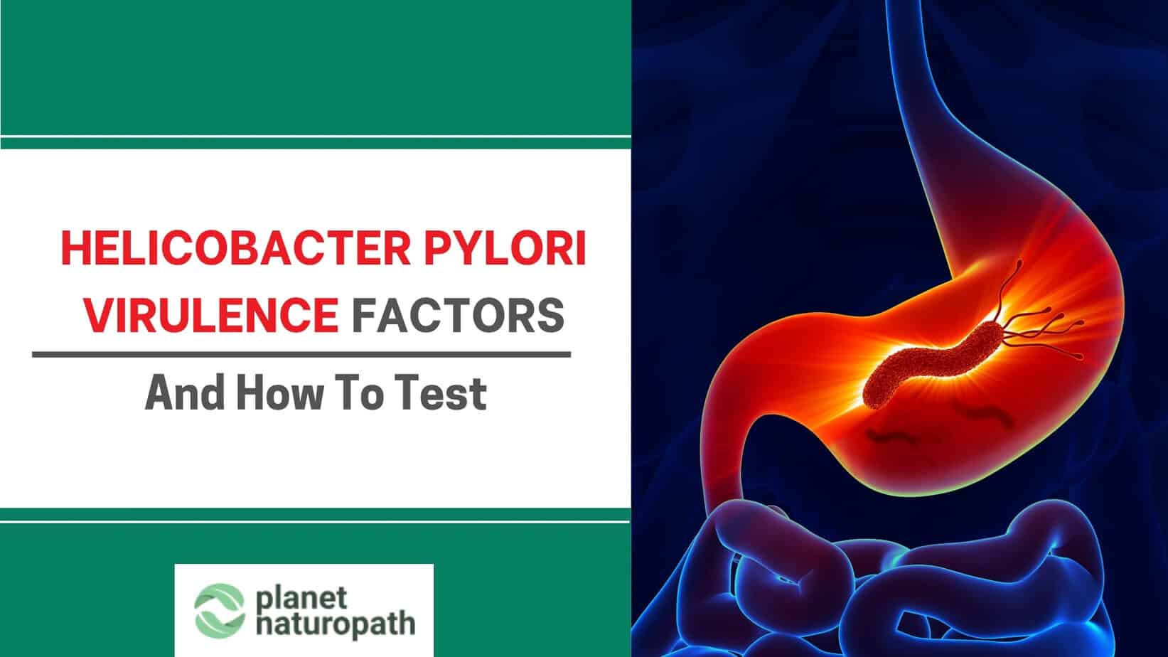 H.pylori factors featured image