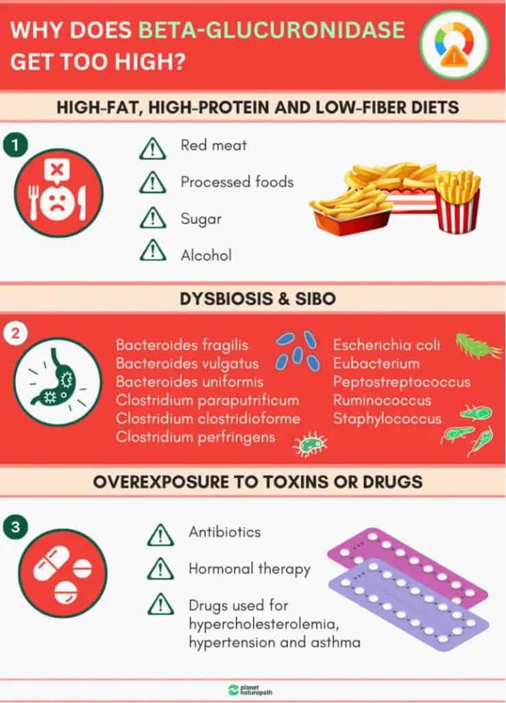 High Beta-Glucuronidase and How it Affects Estrogen and Detoxification 3 High Beta-Glucuronidase and How it Affects Estrogen and Detoxification 2