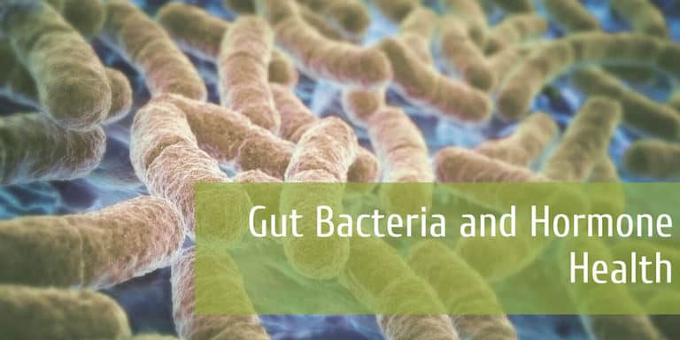 Gut bacteria affects hormone health