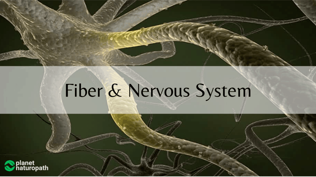 fiber-and-nervous-system