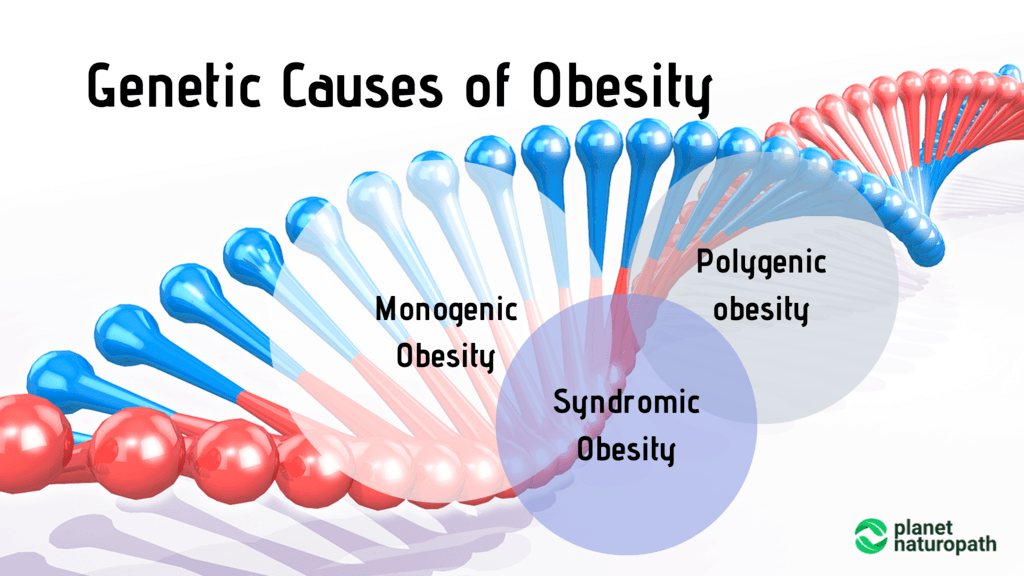 Genetic-Causes-of-Obesity