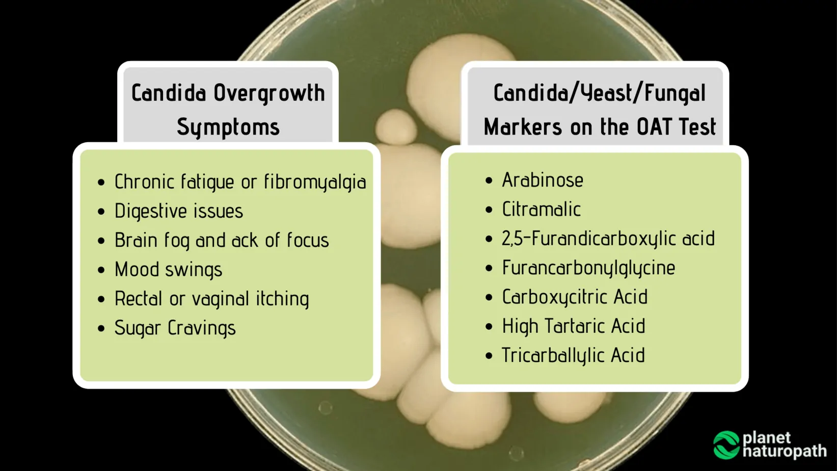 Organic Acid Tests: What It Measures and Why It’s Used? 5 Organic Acid Tests: What It Measures and Why It’s Used? 4