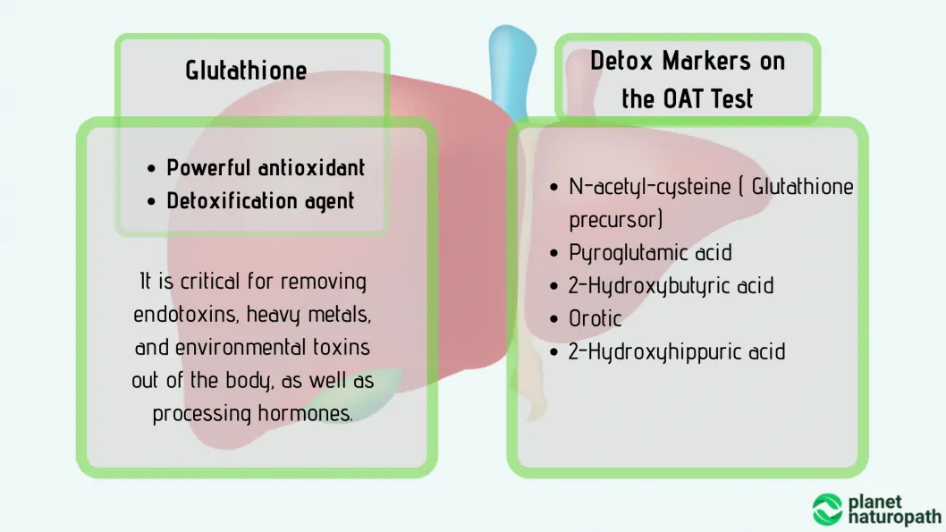 Organic Acid Tests: What It Measures and Why It’s Used? 13 Organic Acid Tests: What It Measures and Why It’s Used? 12
