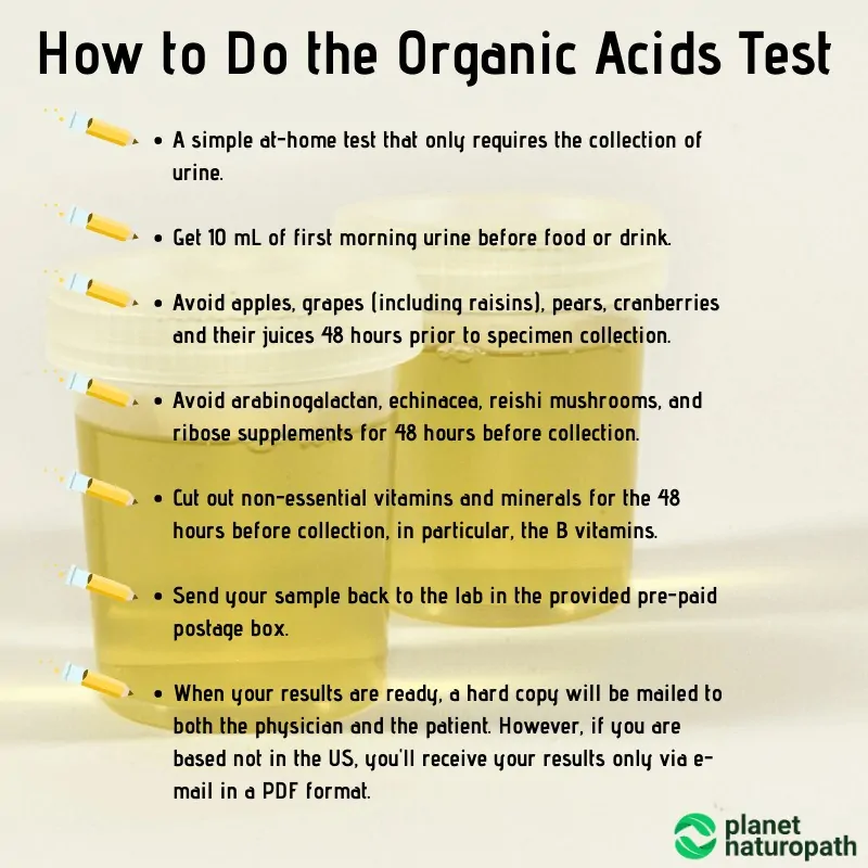 Organic Acid Tests: What It Measures and Why It’s Used? 3 Organic Acid Tests: What It Measures and Why It’s Used? 2