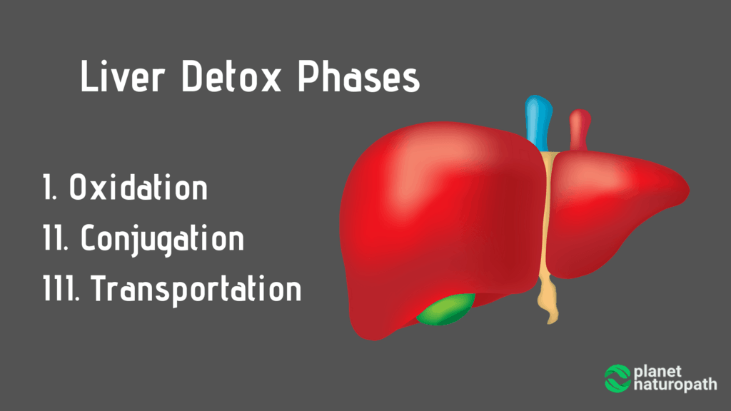 Liver-Detox-Phases-Oxidation-Conjugation-Transportation