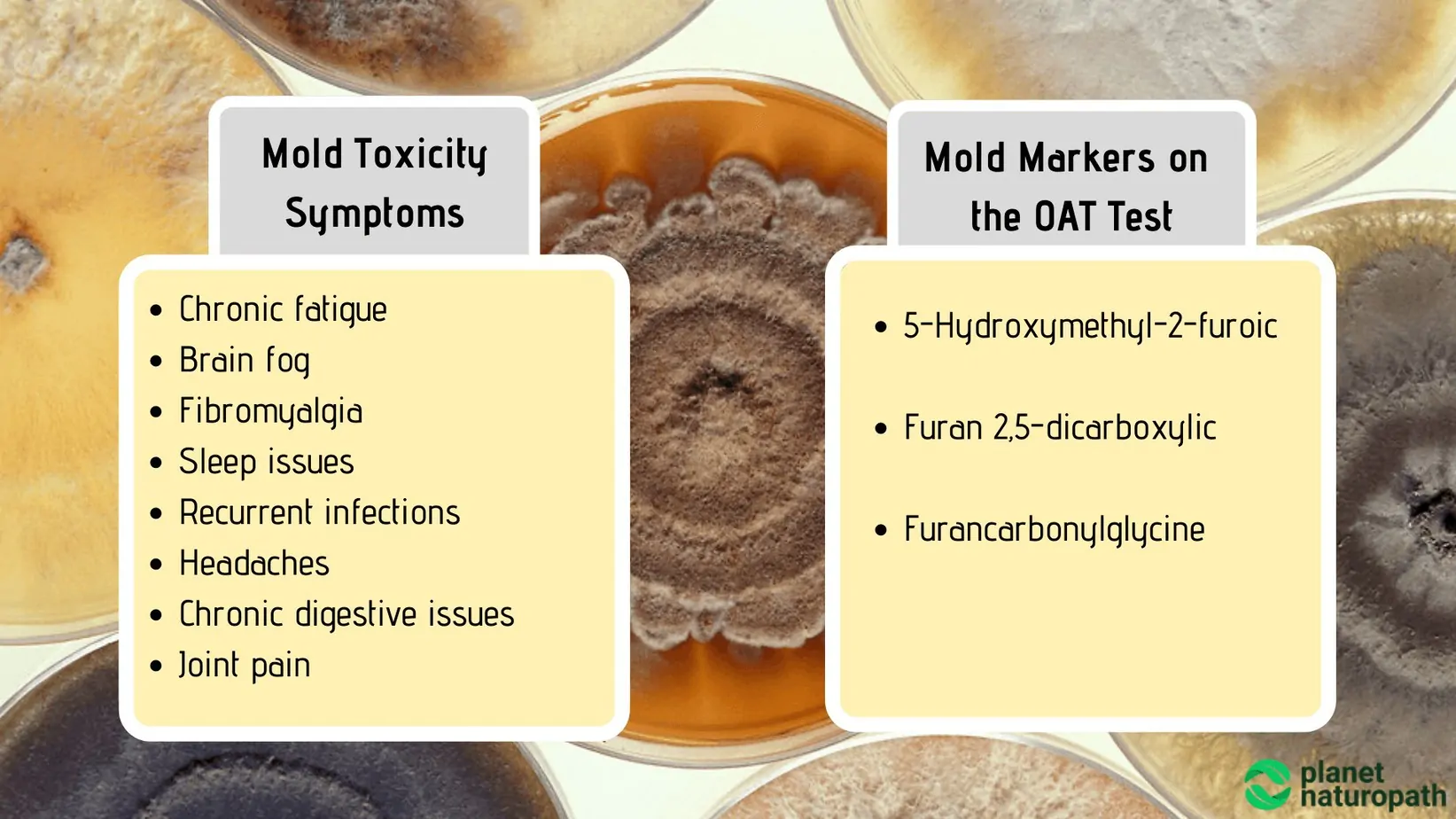 Organic Acid Tests: What It Measures and Why It’s Used? 4 Organic Acid Tests: What It Measures and Why It’s Used? 3