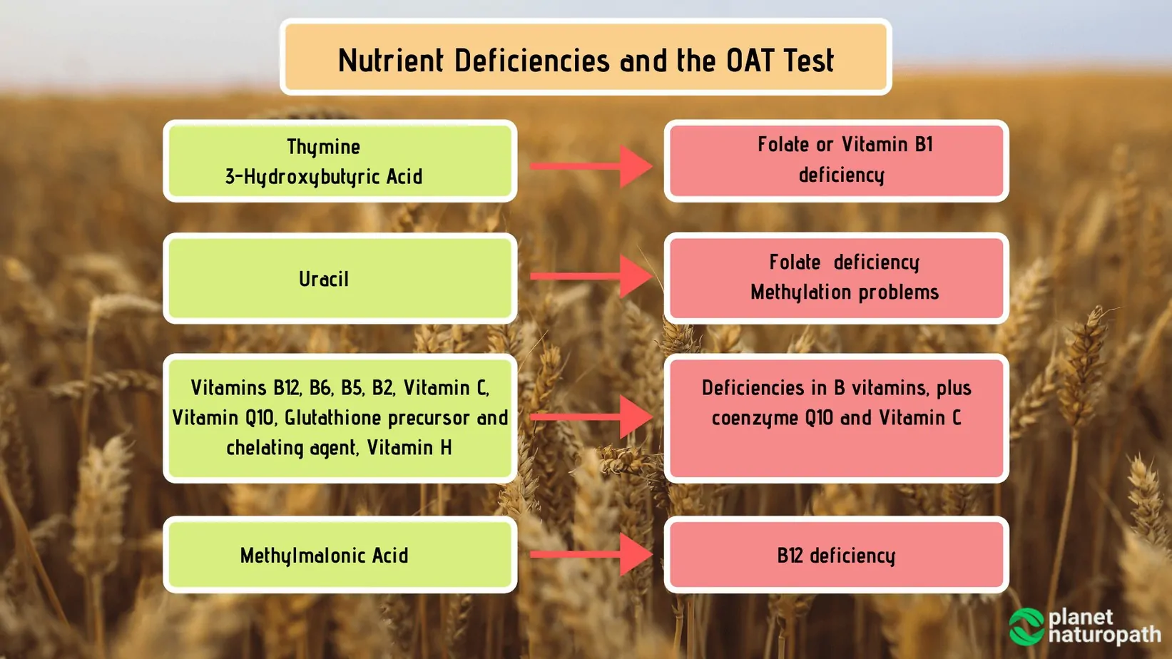 Organic Acid Tests: What It Measures and Why It’s Used? 12 Organic Acid Tests: What It Measures and Why It’s Used? 11