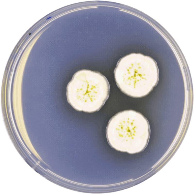 GPL-MycoTox Profile 19 Aspergillus