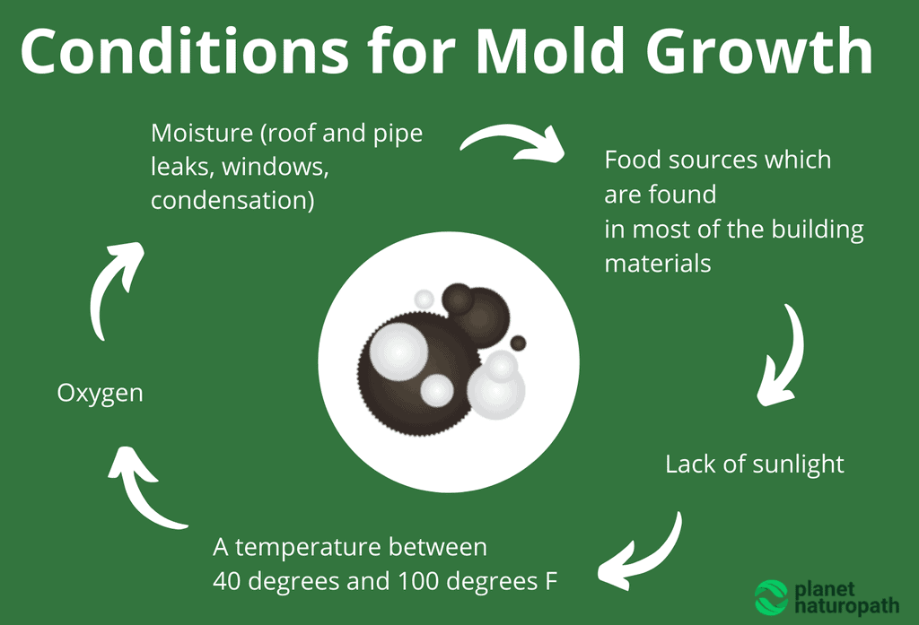 Conditions-for-Mold-Growth