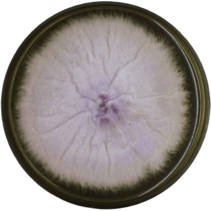 GPL-MycoTox Profile 22 Fusarium