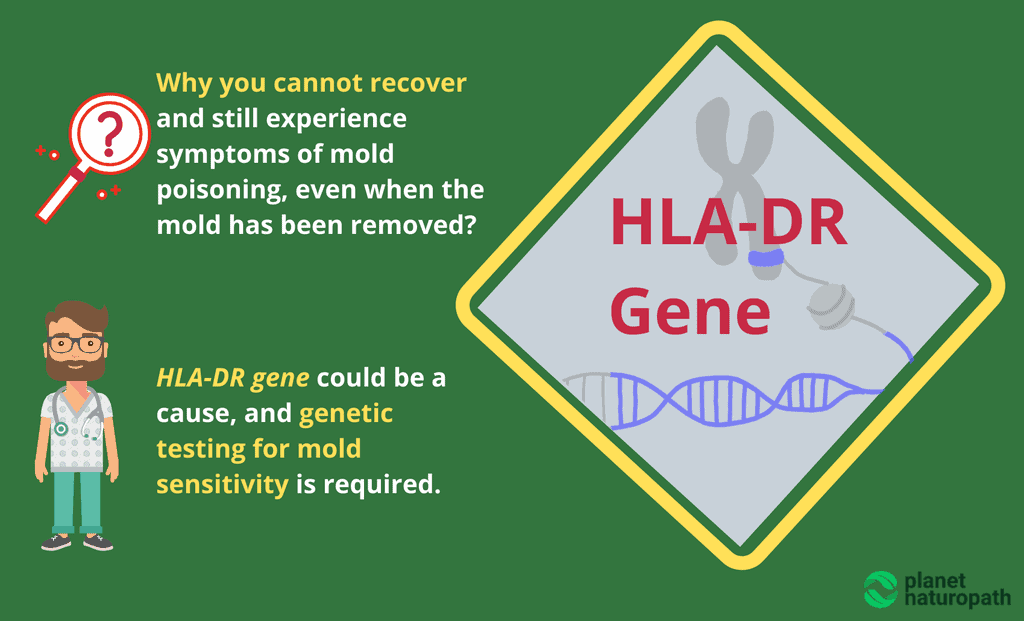 HLA-DR-Gene-Testing