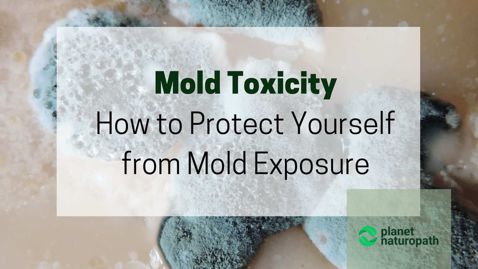 Mold-Toxicity-How-to-Protect-Yourself-from-Mold-Exposure