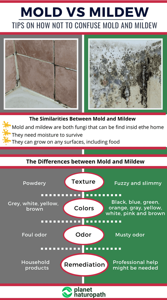 Mold-vs-Mildew