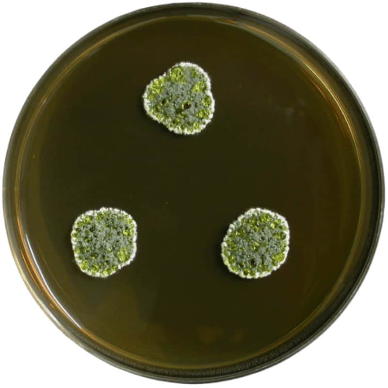 GPL-MycoTox Profile 20 Penicillium