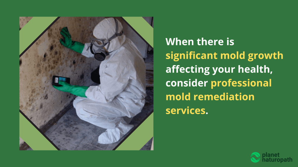 Professional-mold-remediation-services