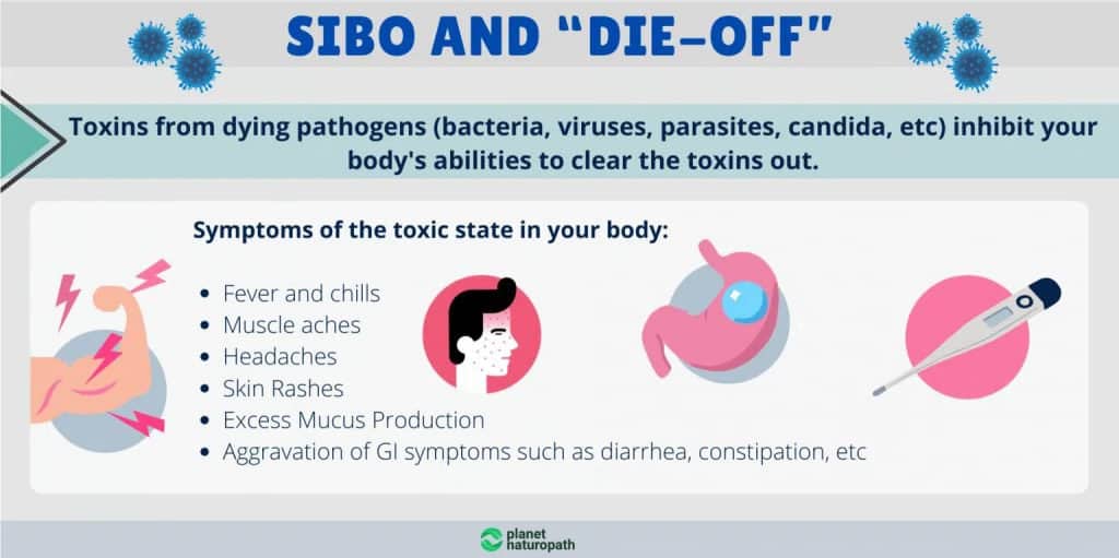 SIBO Guide (To Help You Eliminate IBS) 8