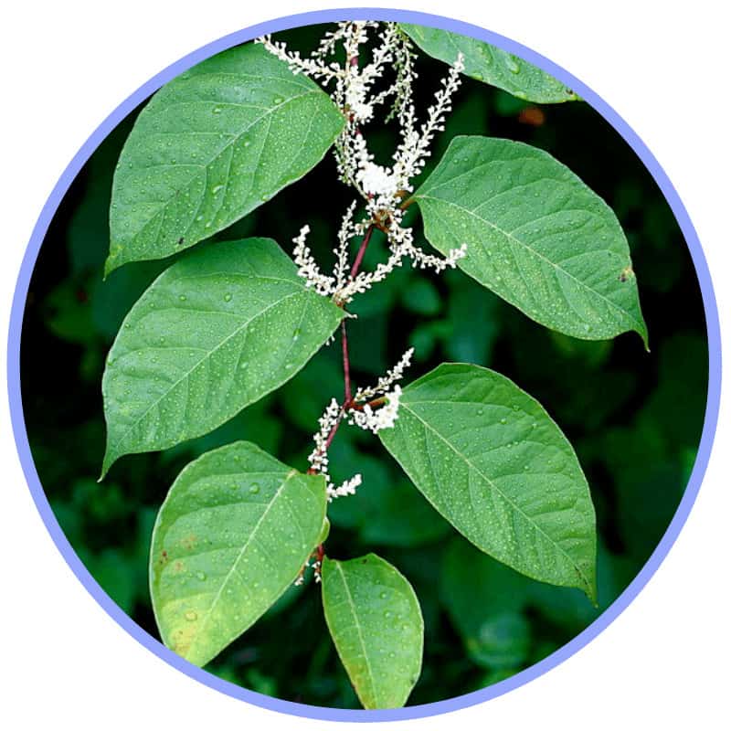 Japanese Knotweed Japanese-Knotweed