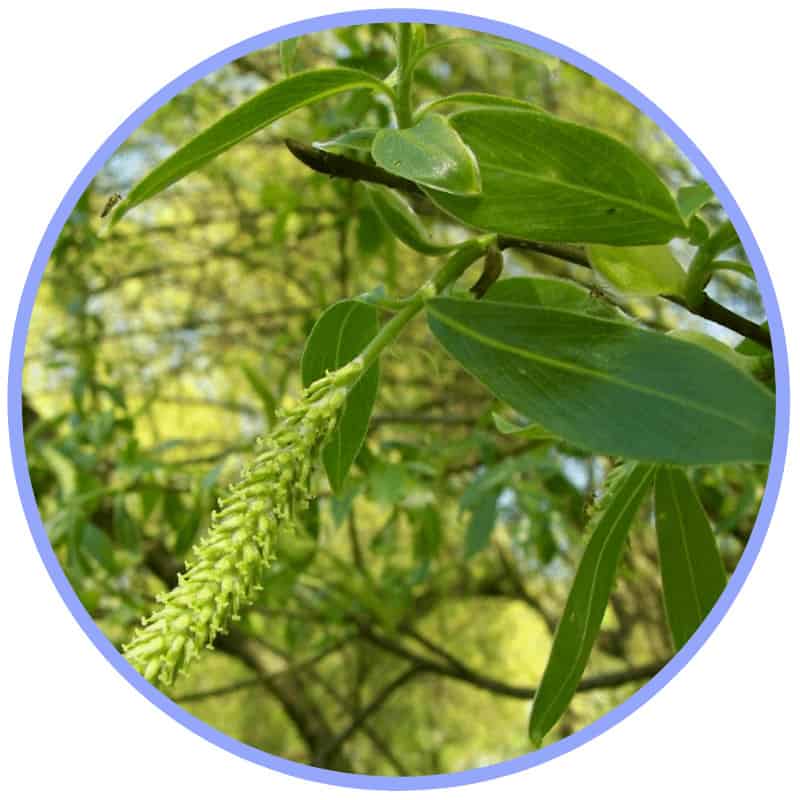 White Willow Bark White-Willow-Bark