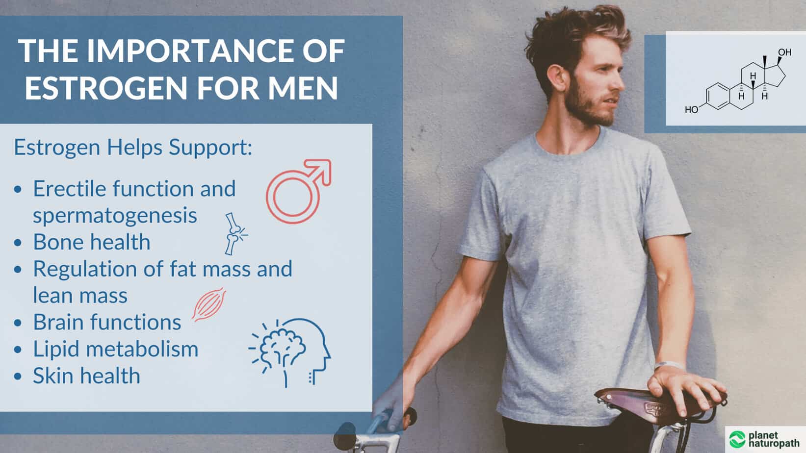 The Importance of Estrogen for Men__ The-Importance-of-Estrogen-for-Men