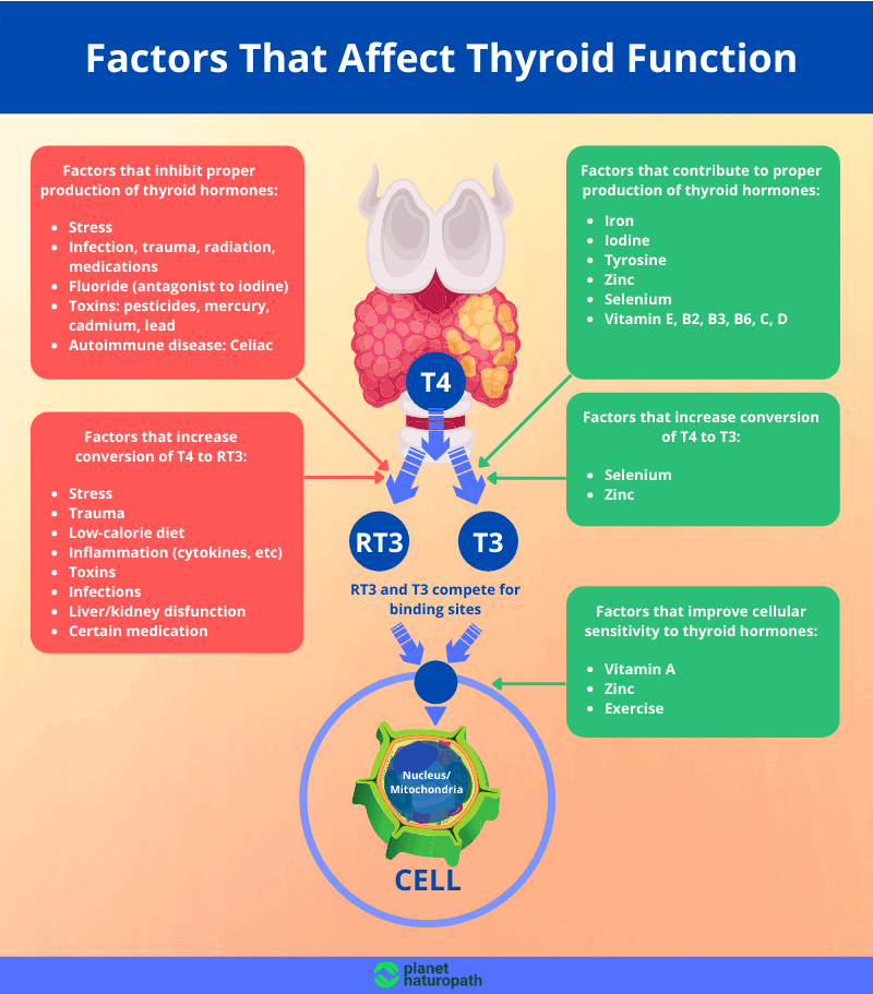 Factors That Affect Thyroid Function