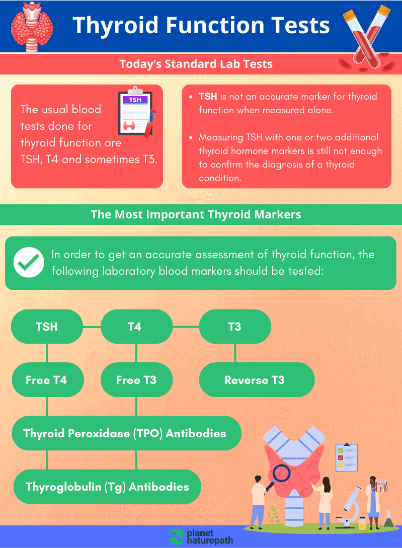 Thyroid Function Tests Thyroid Function Tests