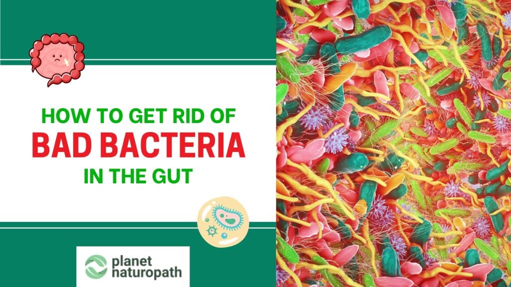 Get Rid Of Bad Bacteria in gut featured image