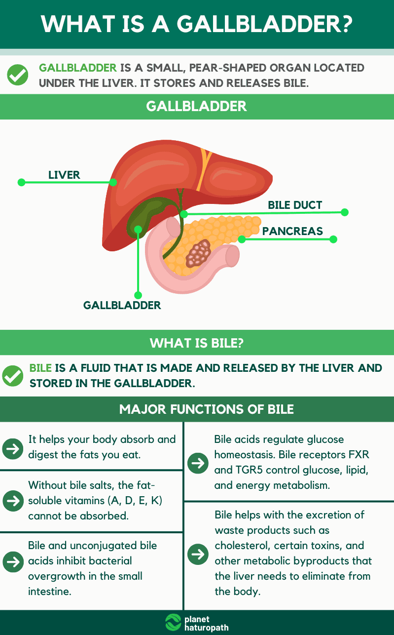 Gallbladder disease_gallstones_major functions of bile