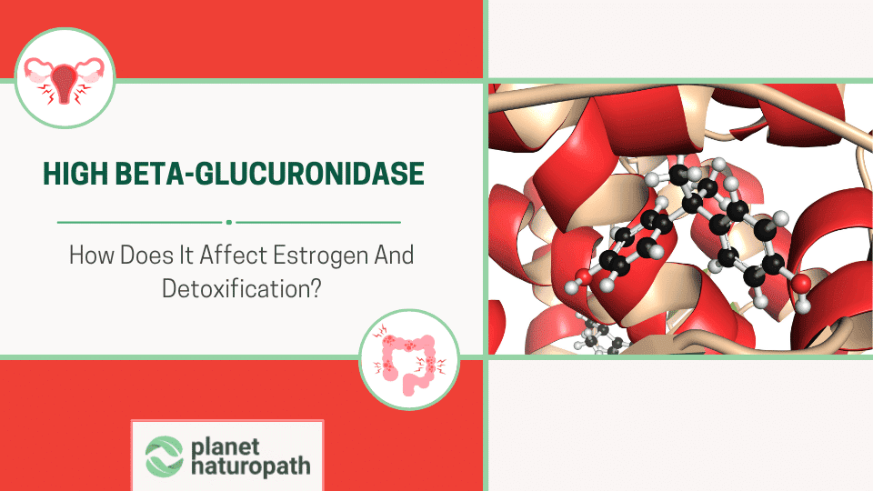 High Beta-Glucuronidase And How It Affects Estrogen And Detoxification