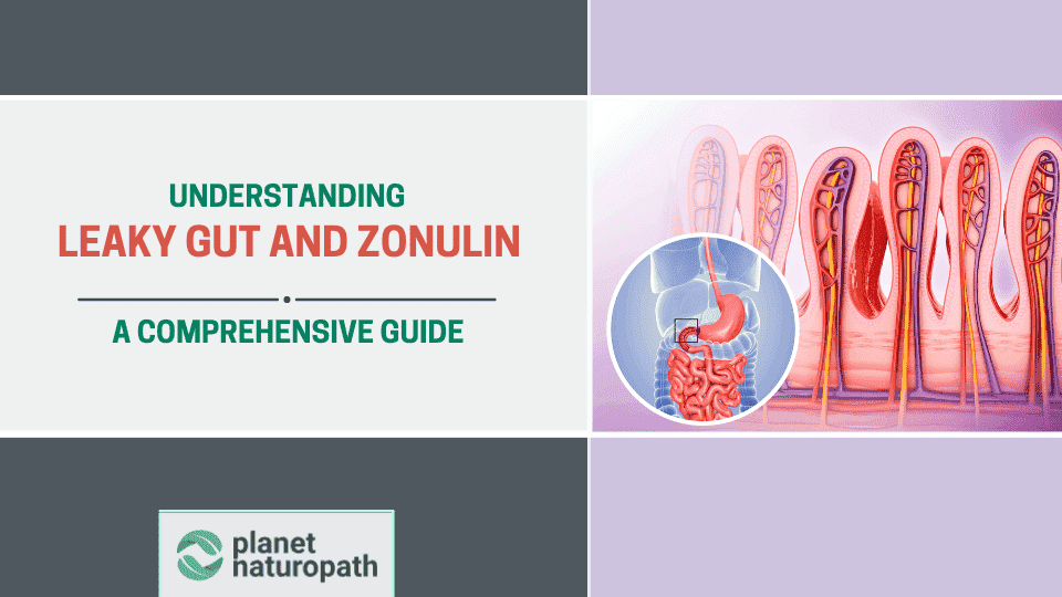 Understanding Leaky Gut and Zonulin: A Comprehensive Guide