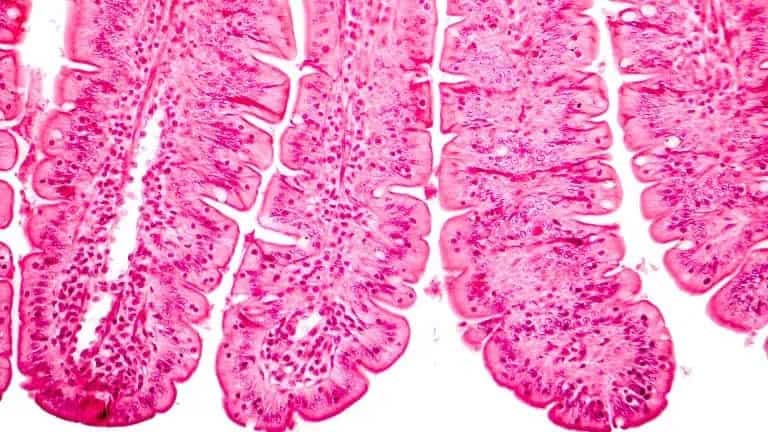 20 Unusual Facts About Gut Health 18 20 Unusual Facts About Gut Health 15