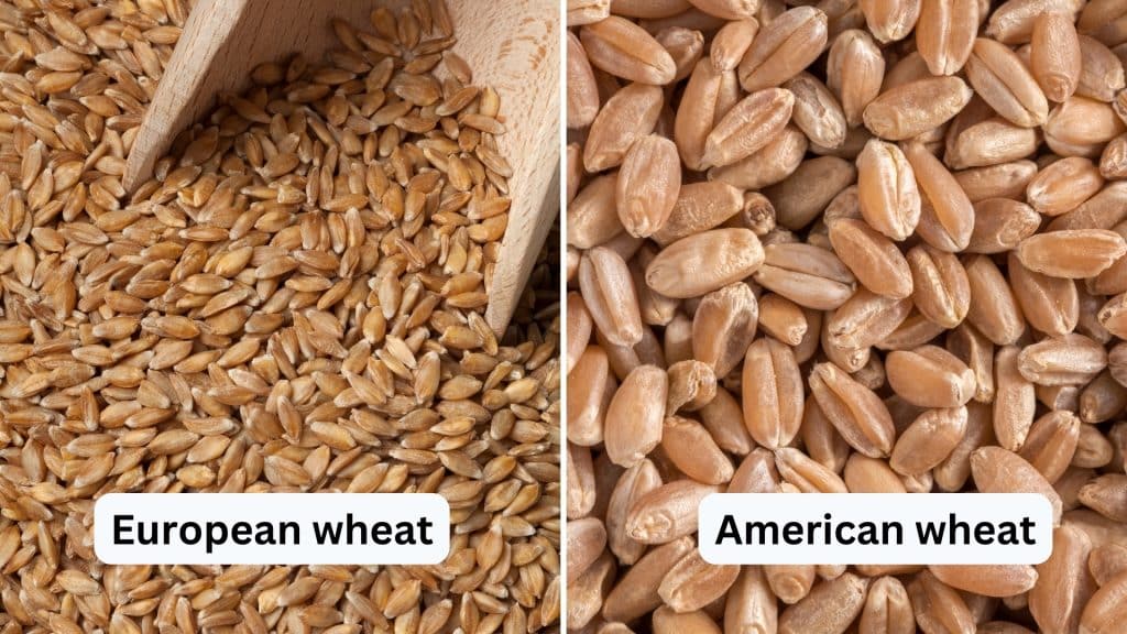 European Vs. American Wheat