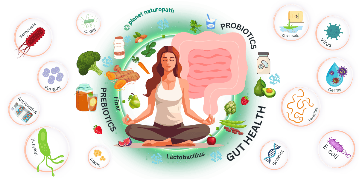 Gut Health 66 Gut Health Pillar page featured image